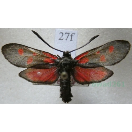 Zygaena trifolii (Esper, 1783) Kraśnik pięcioplamek Czech27f